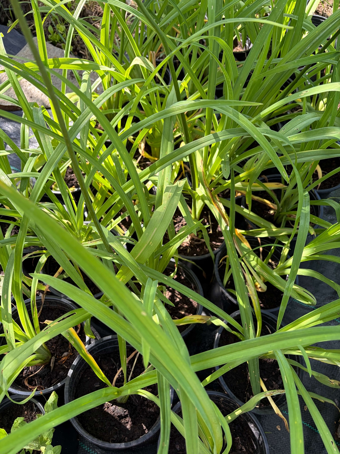 Хемерокалис (Hemerocallis)