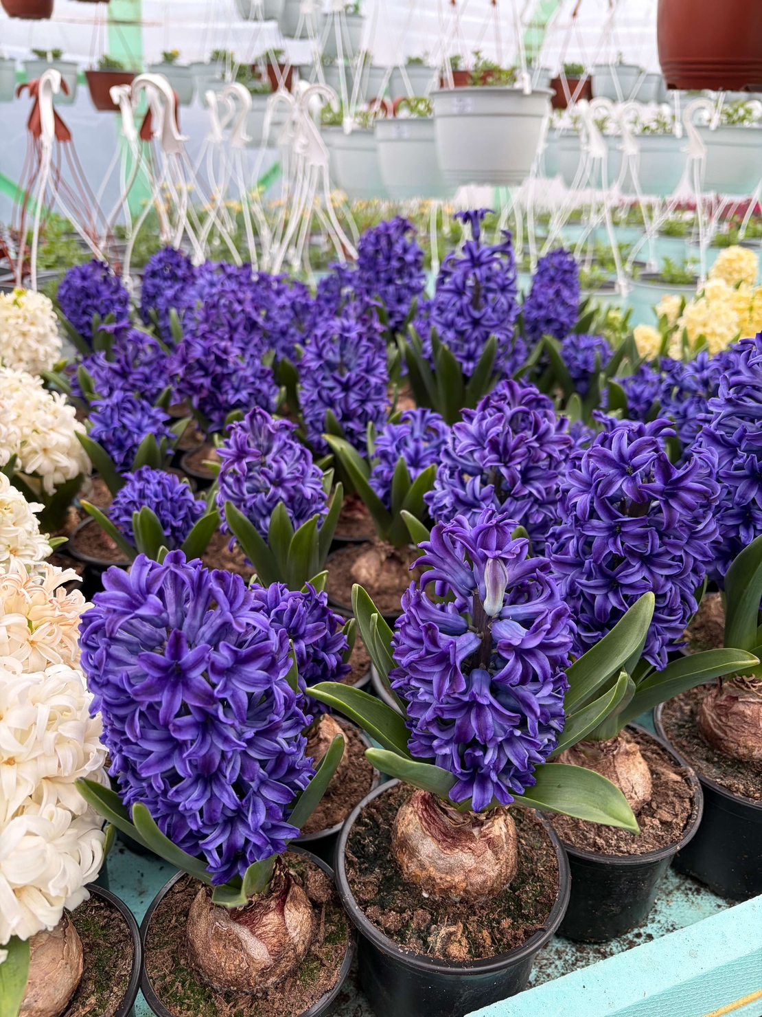 Зюмбюл Blue Jacket в саксия - единичен