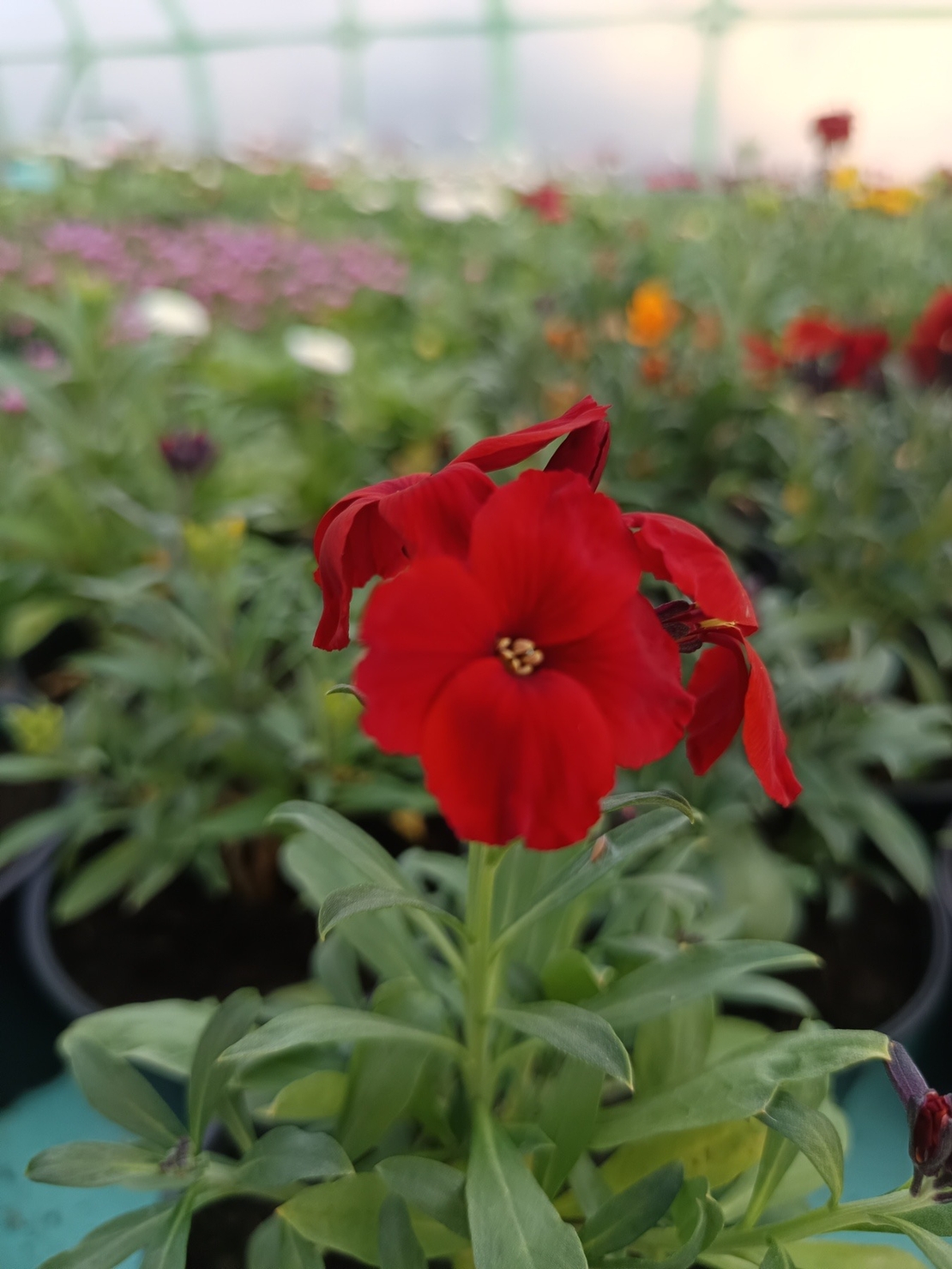 Шибой - Sugar Rush Mix