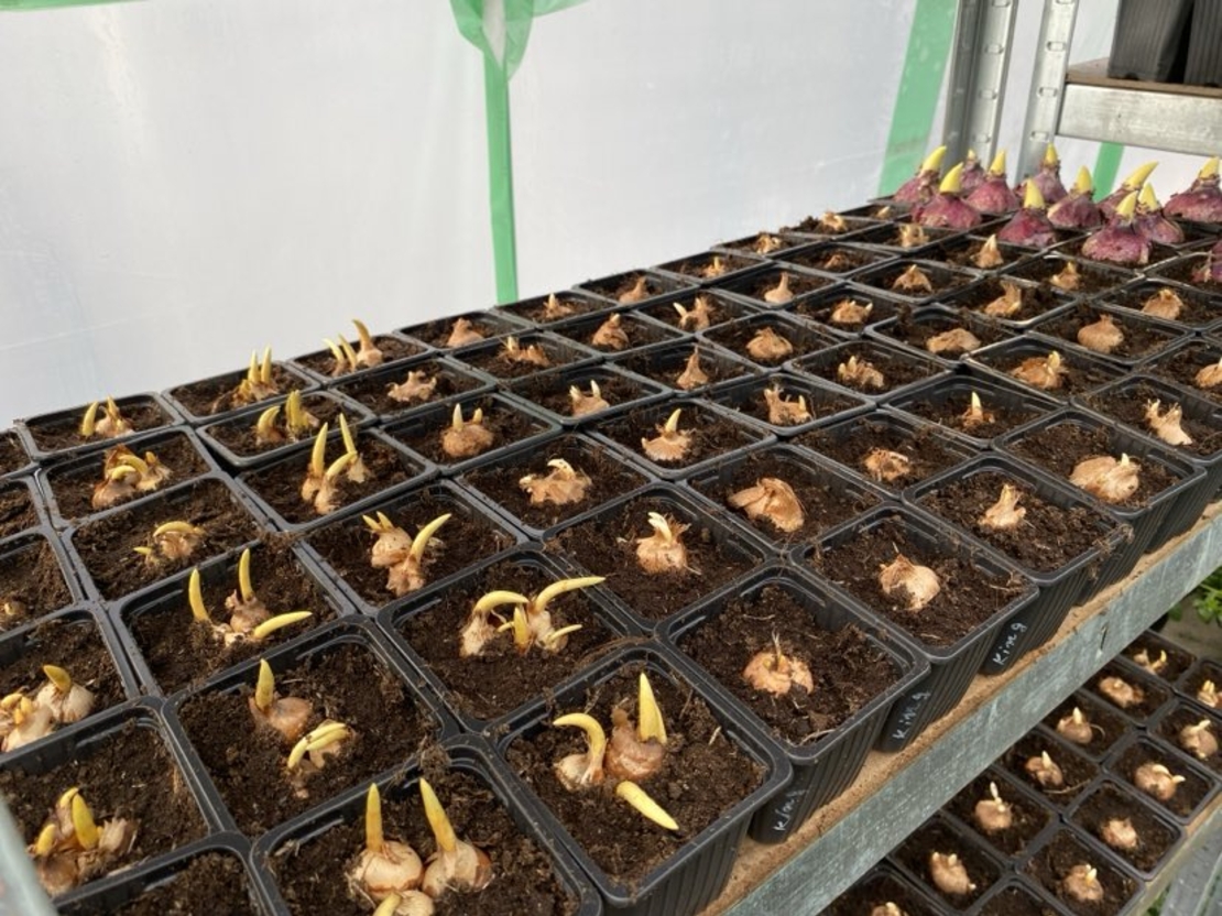 Минзухар Flower Record