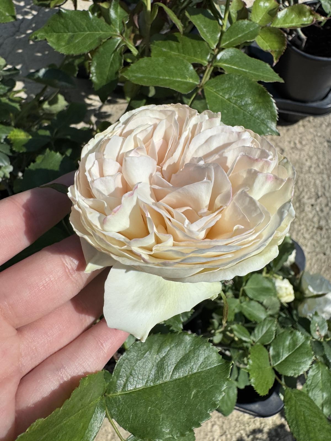 Palais Royal - White Eden Rose®