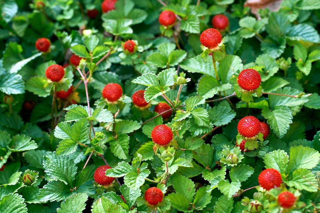 Декоративна ягода – Duchesnea indica (Индийска ягода, Фалшива ягода)