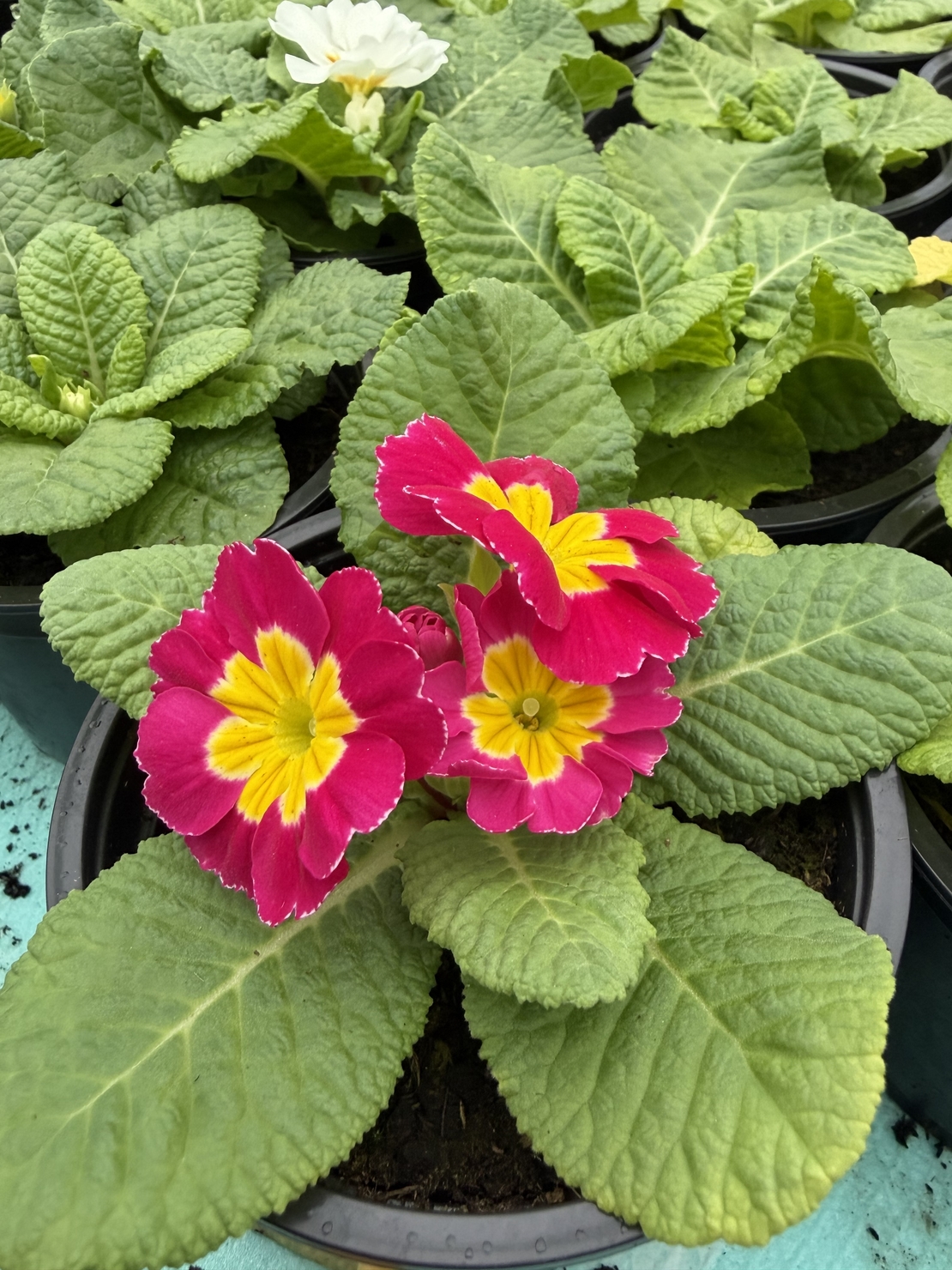 Едроцветна иглика - XL Mid Early Mix