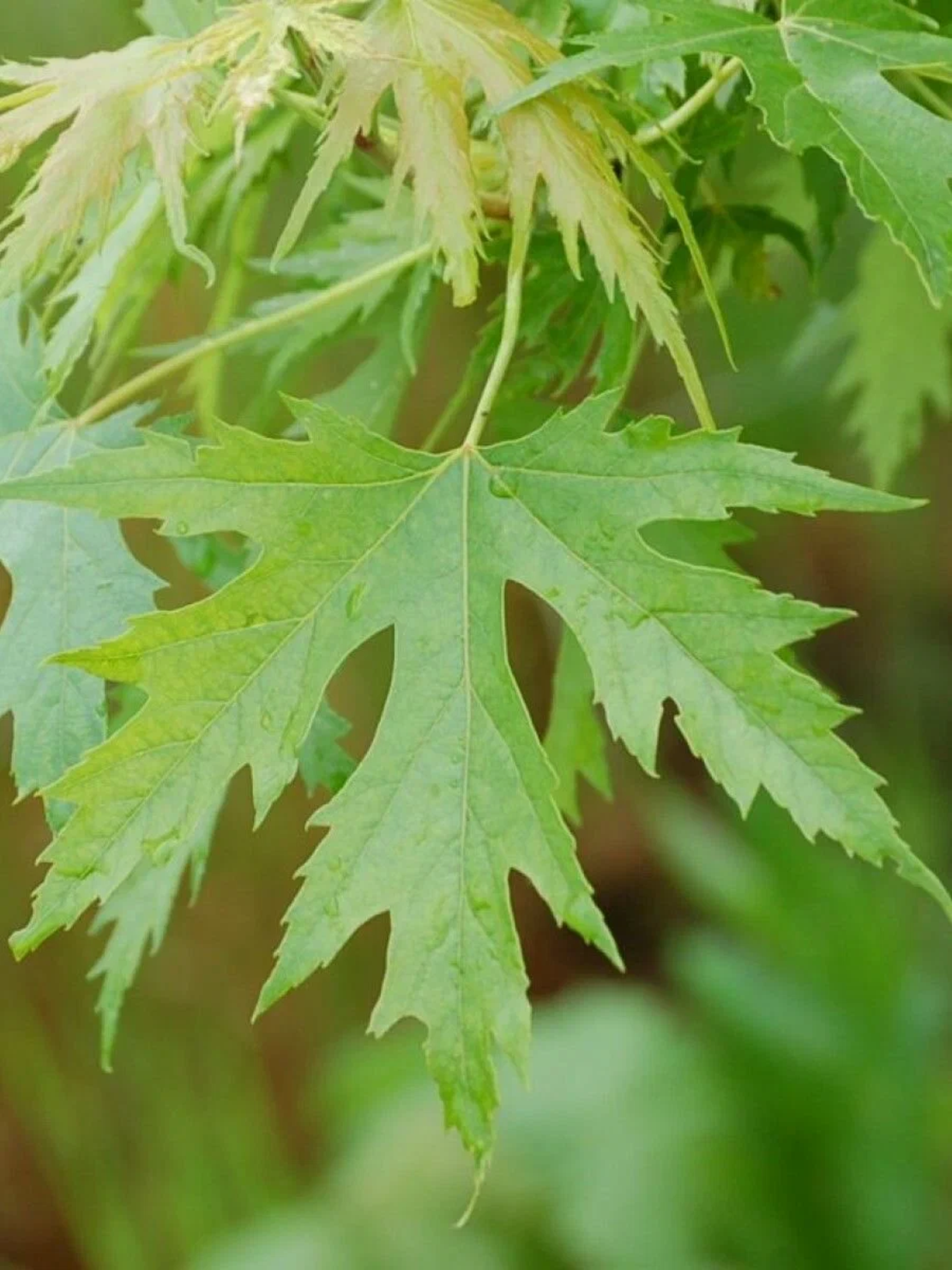 Канадски клен (Acer saccharinum)
