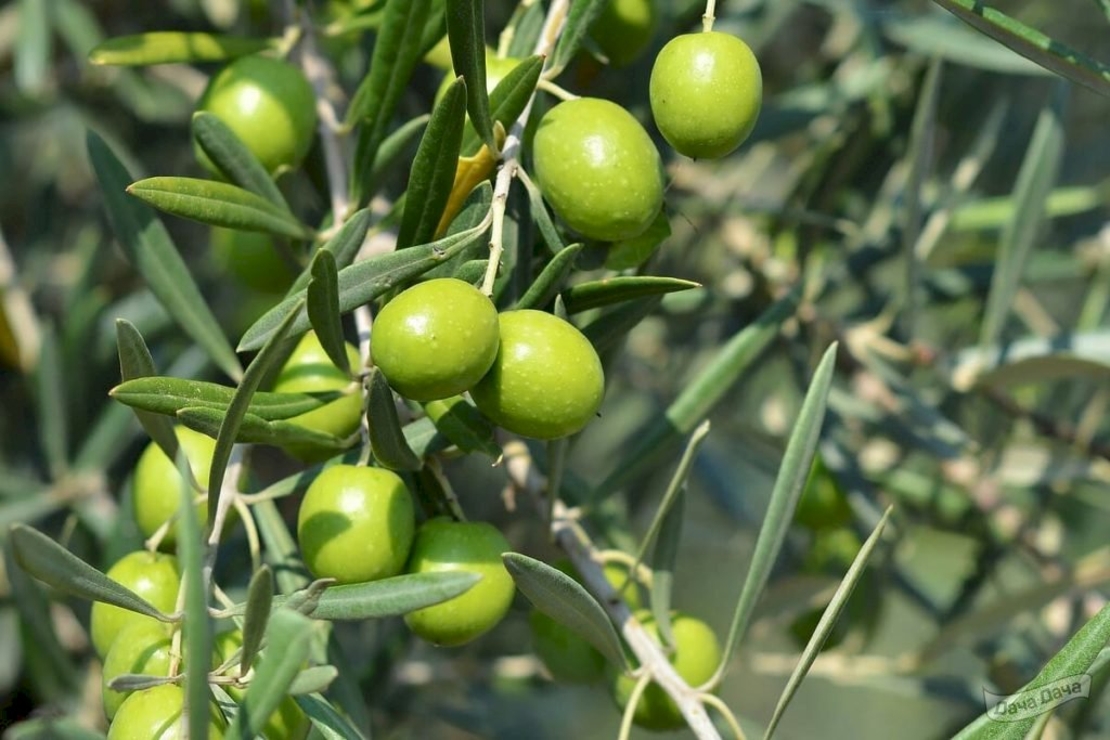 Маслина (Olea europaea)