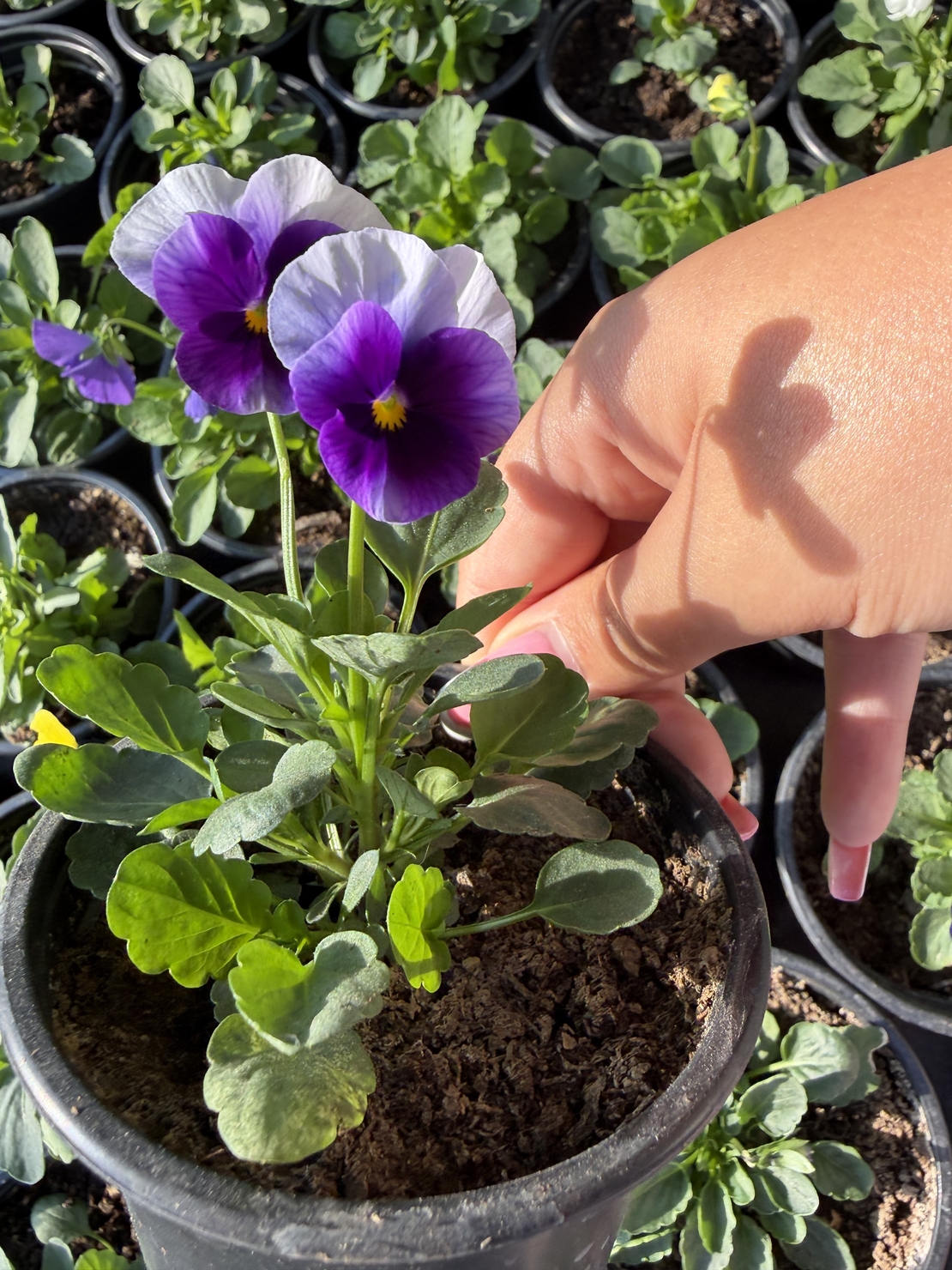 Мини теменужки микс (Viola Superba Mini)