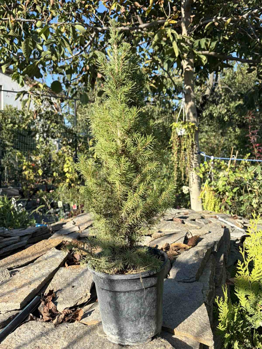 Picea glauca 'Conica' – Декоративен смърч Коника (джудже)
