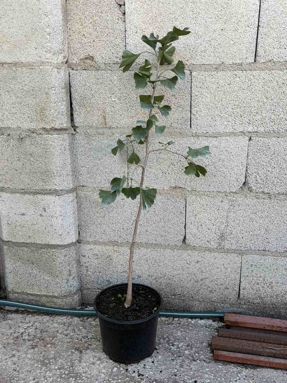 Гинко билоба (Ginkgo biloba)