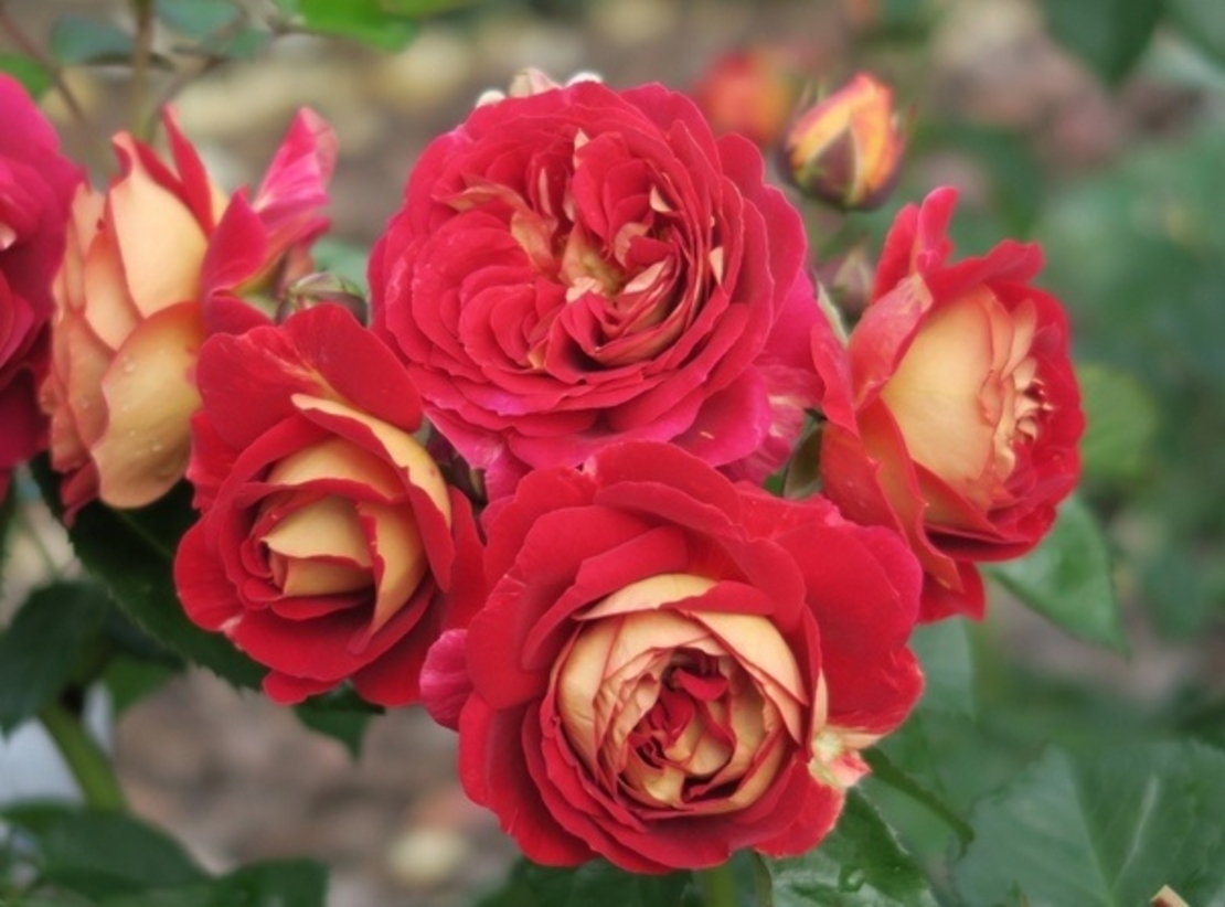 BOLSHOI® Meizuzes