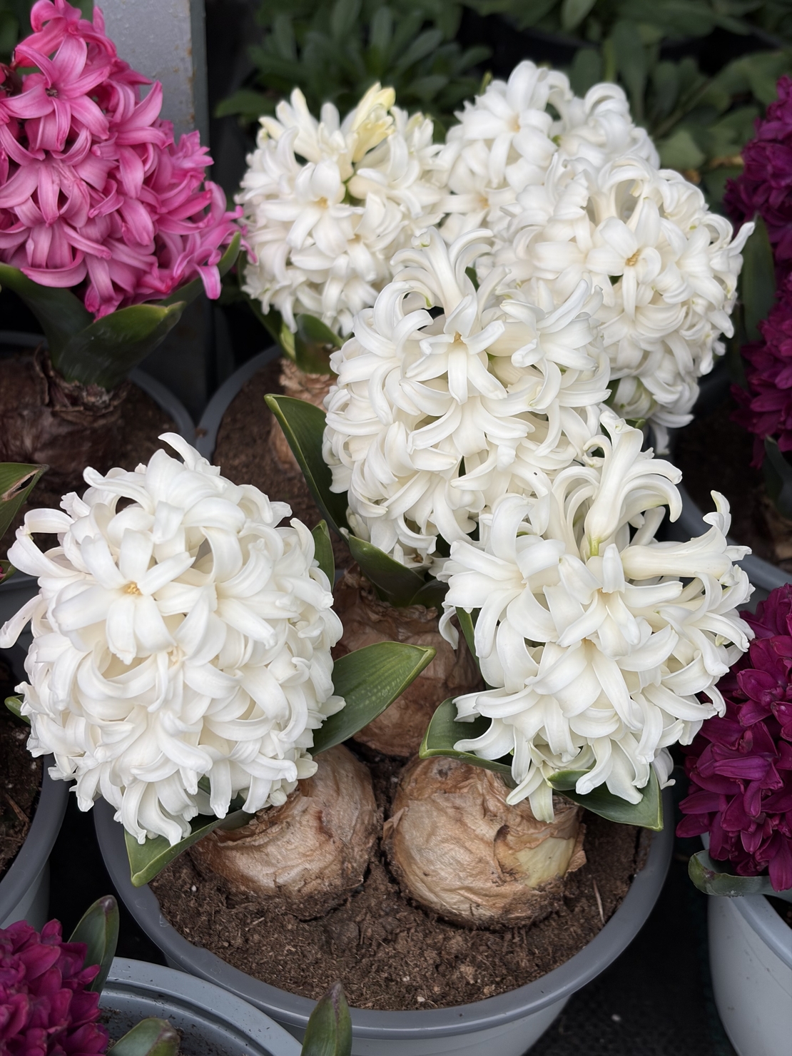 Зюмбюл White Pearl в саксия - единичен