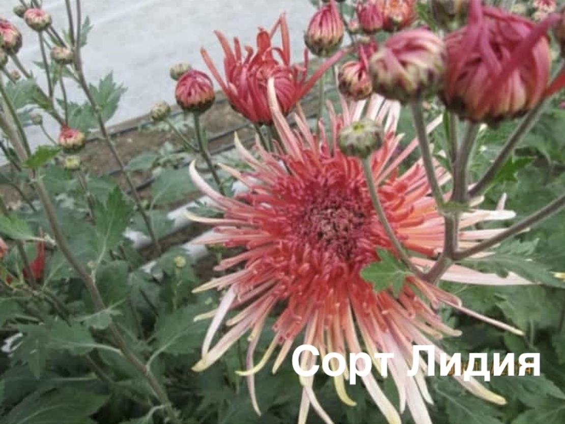 Бългрски хризантеми - различни сортове