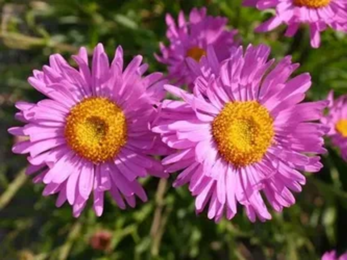 Алпийска астра /Aster alpinus/ - Happy end pink