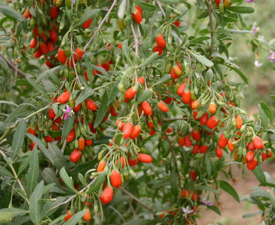 Годжи бери (Lycium barbarum)