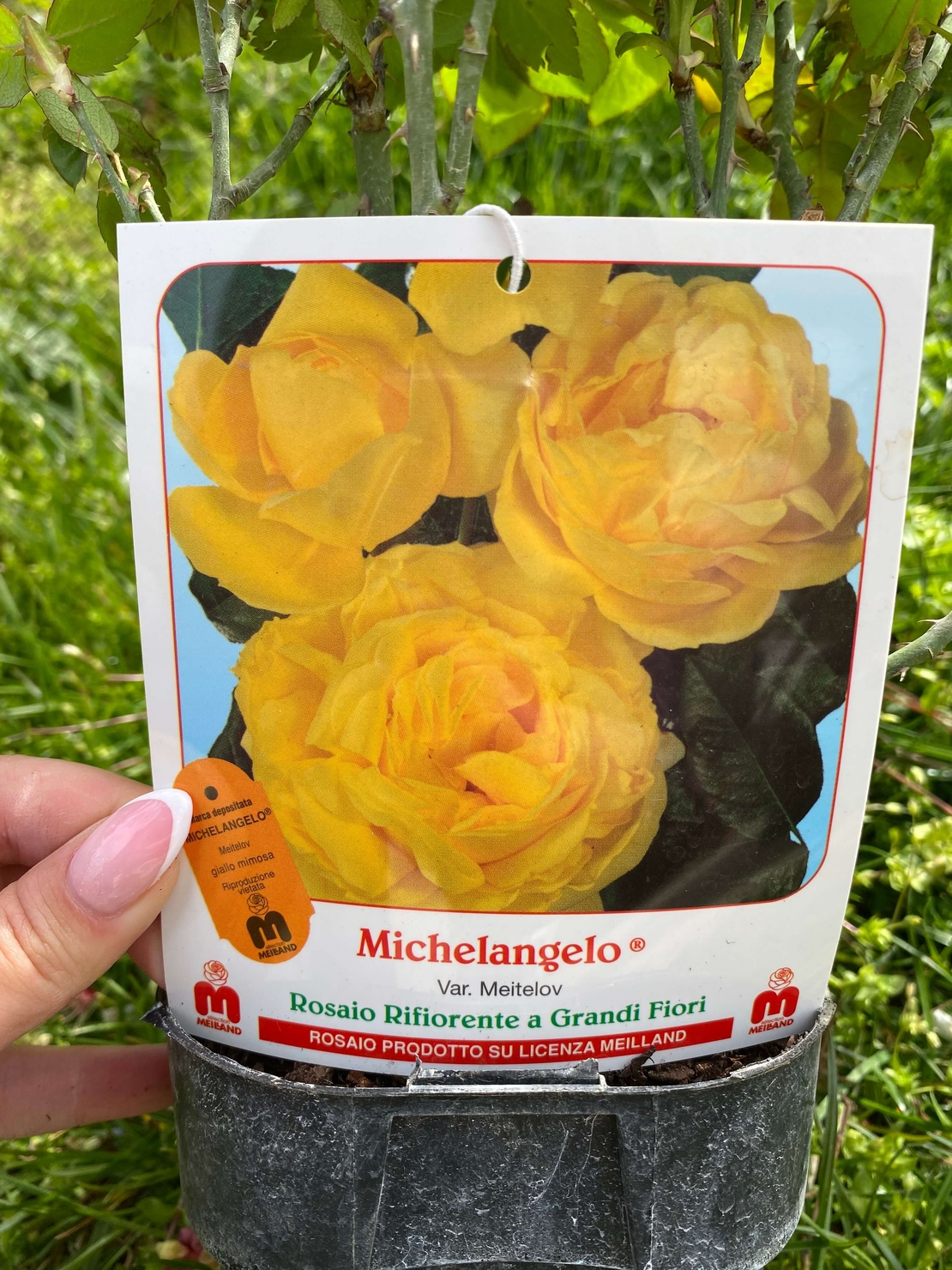 MICHELANGELO ® Meitelov