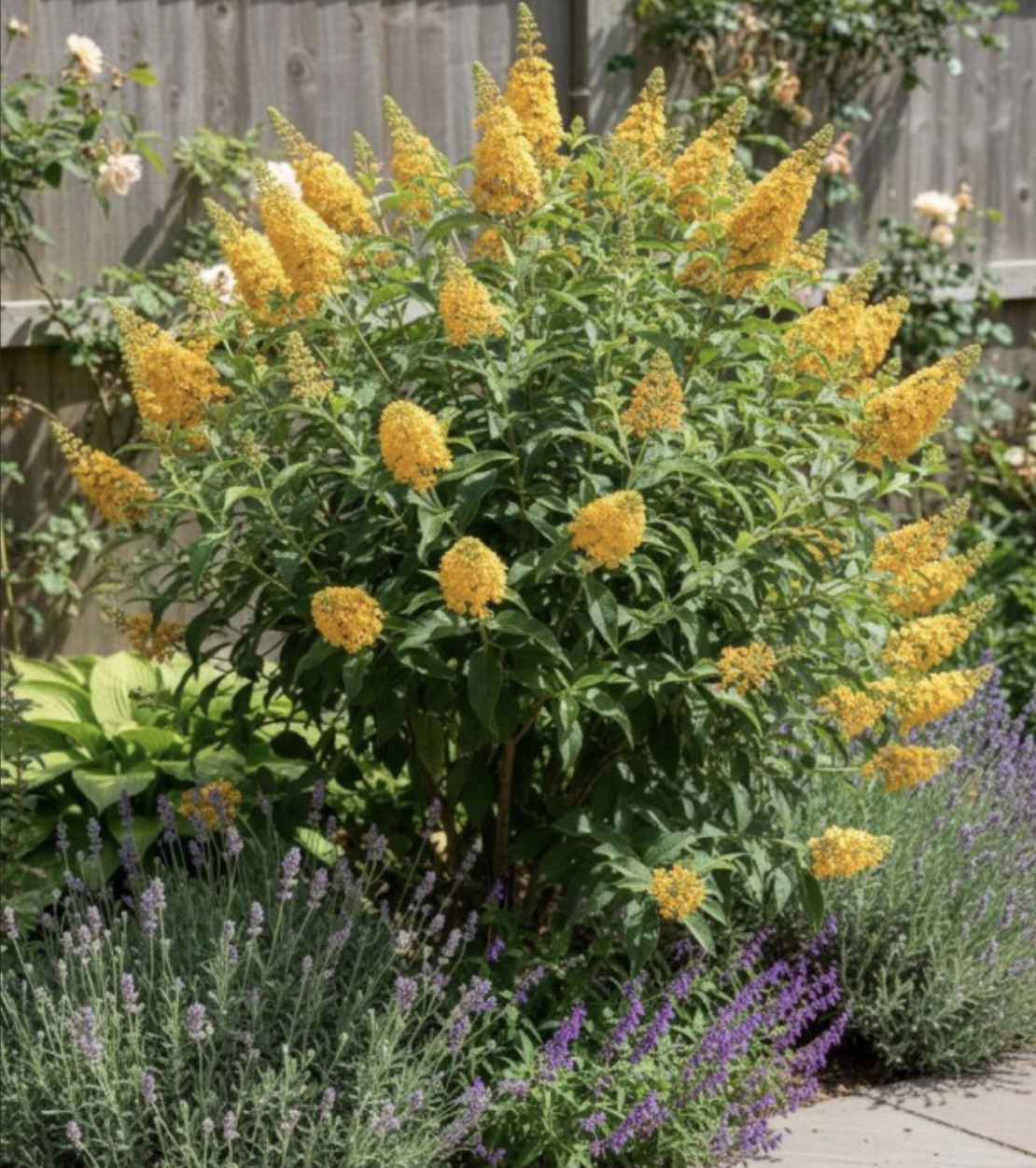 Будлея 'Sungold' Buddleja × weyeriana 'Sungold'