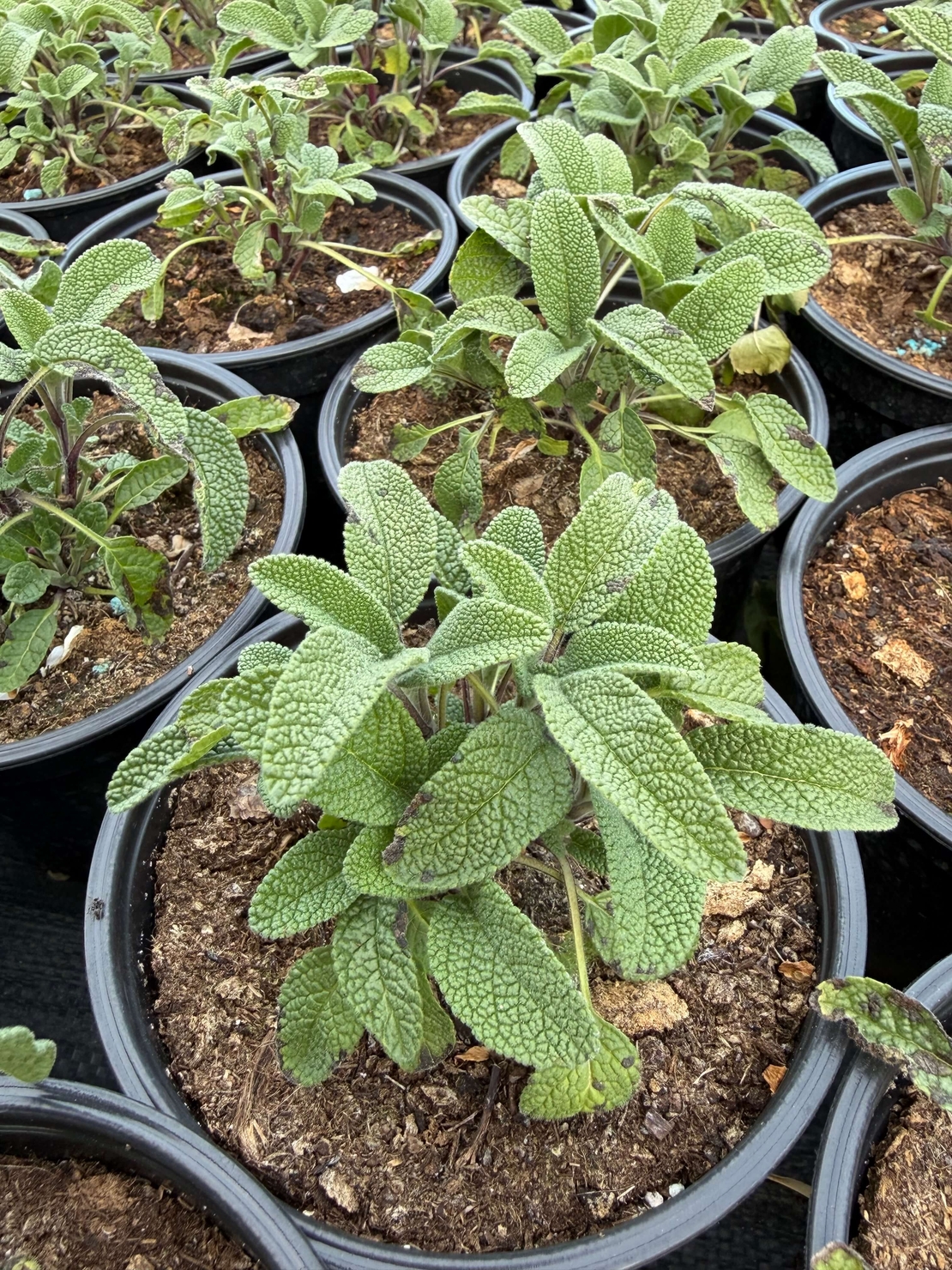 Салвия / Salvia forte imp.