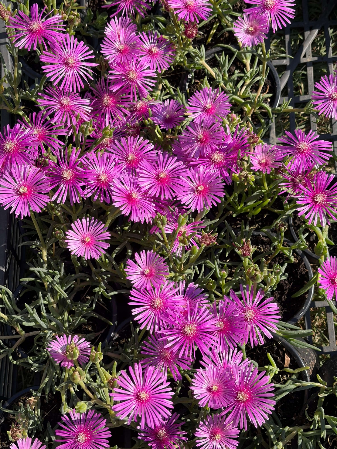 Delosperma cooperi – Делосперма Купера