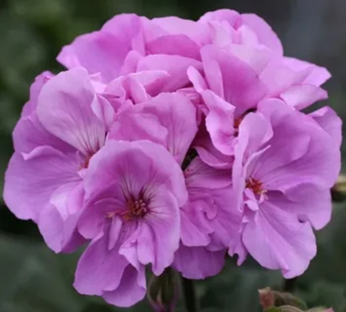 Мушкато - Мoonlight Violino '25