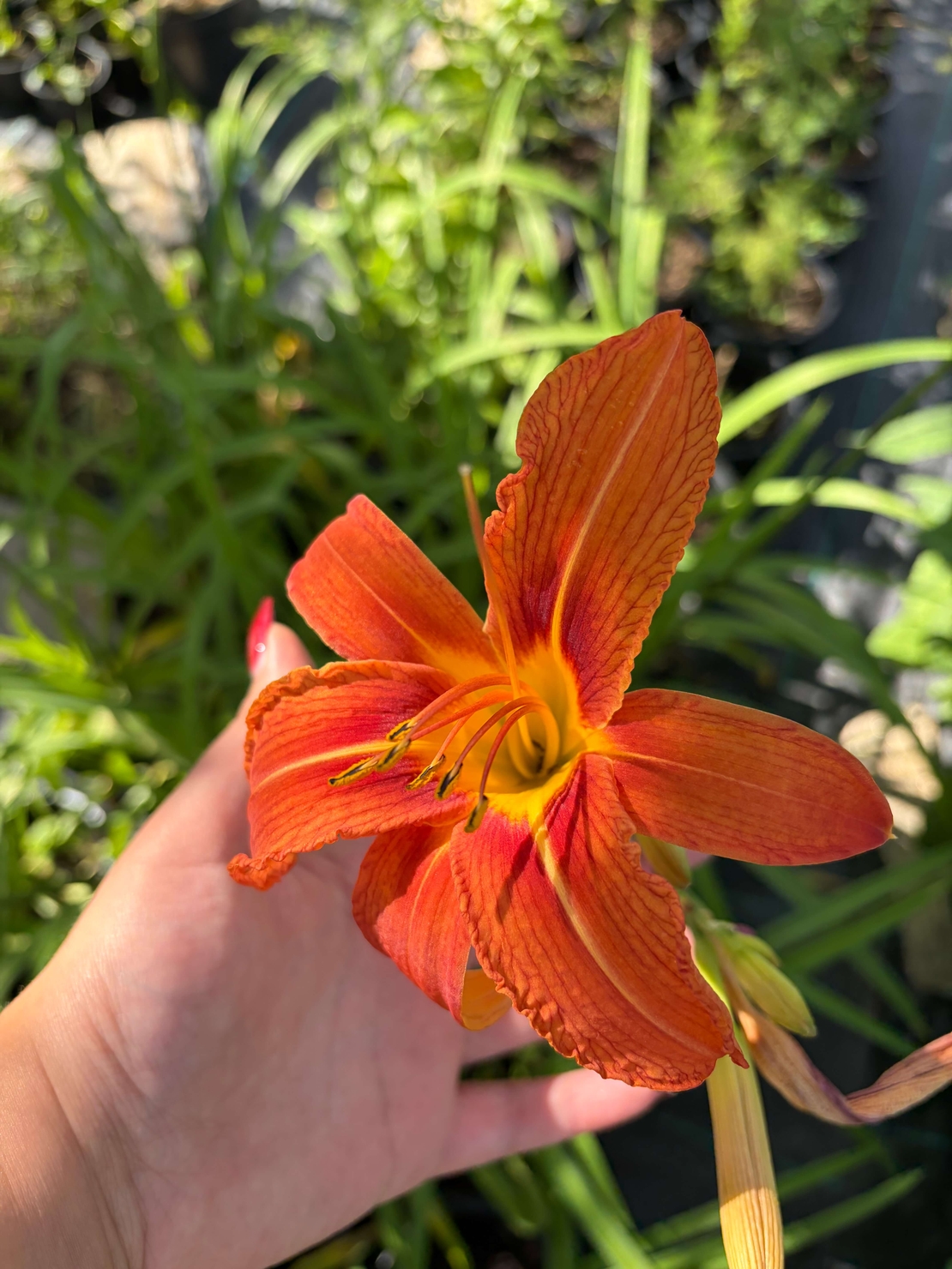 Хемерокалис (Hemerocallis)