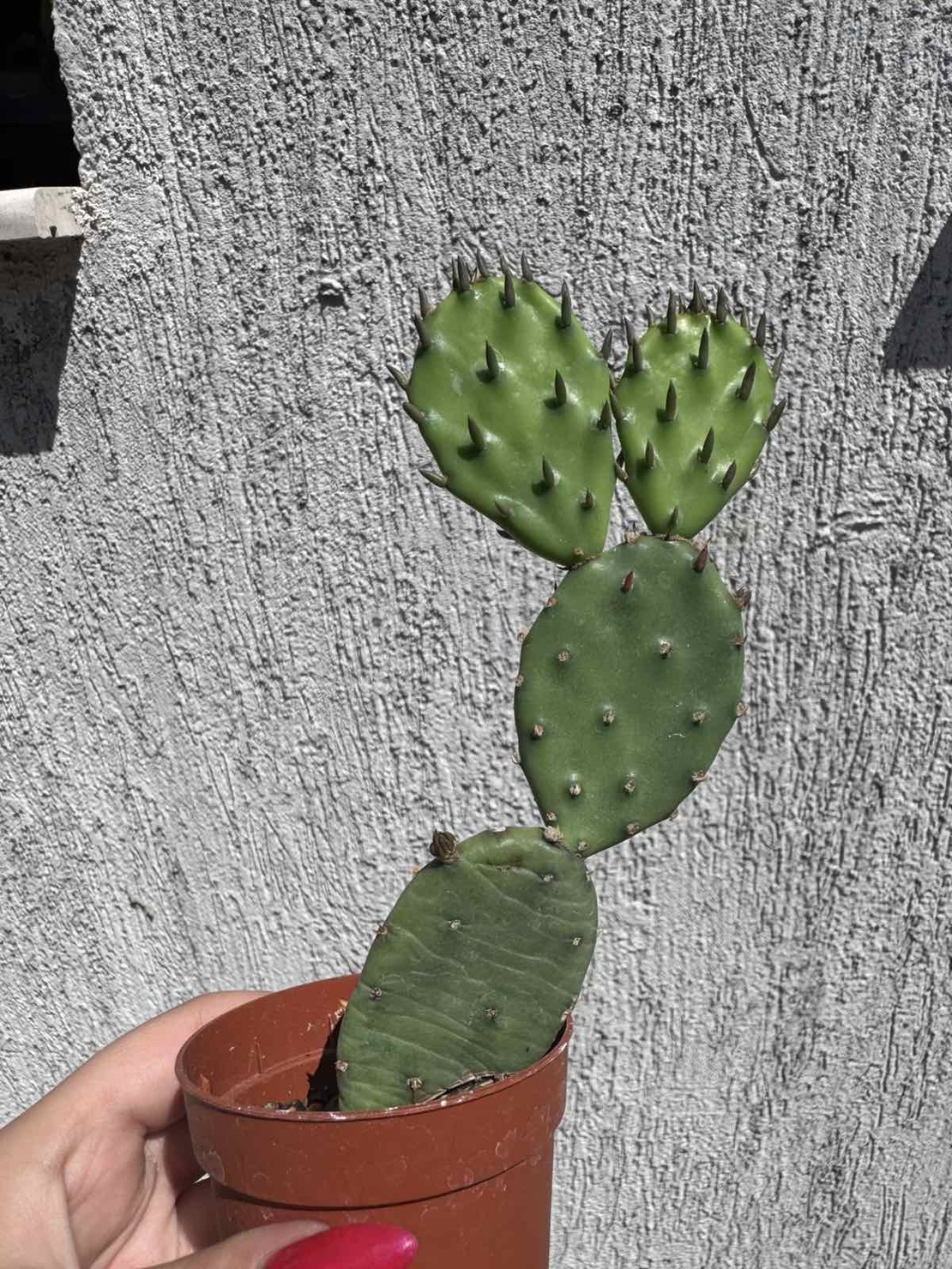 Опунция (Opuntia)