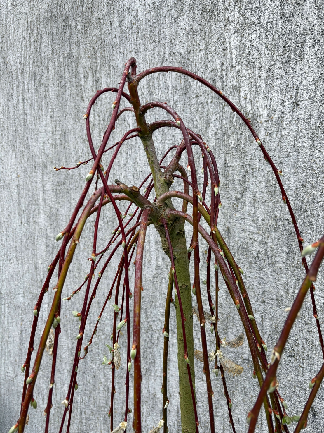 Плачеща върба – Salix caprea 'Kilmarnock'