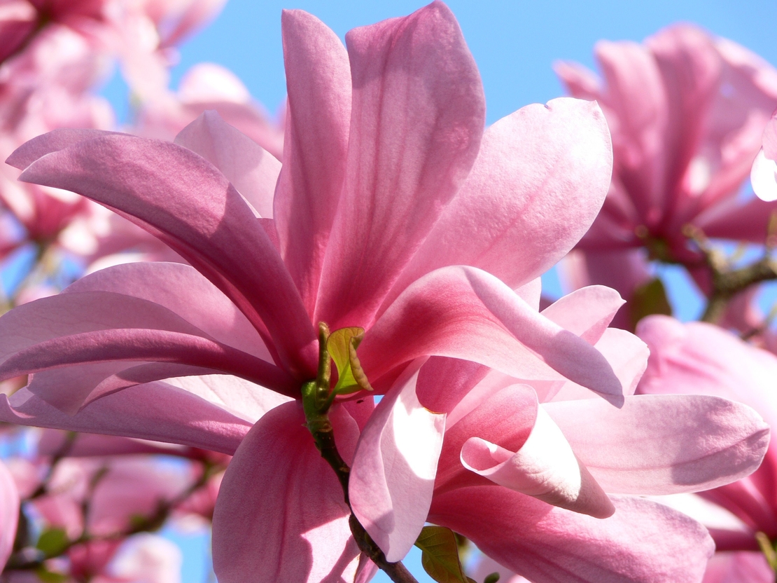 Магнолия „Galaxy“ (Magnolia × soulangeana ‘Galaxy’)