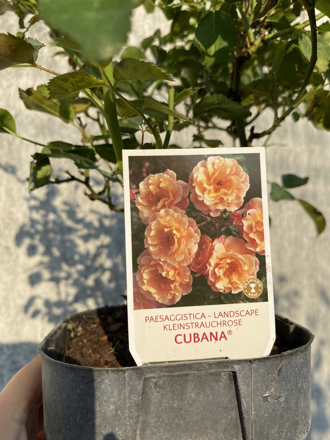 Cubana ® Rose