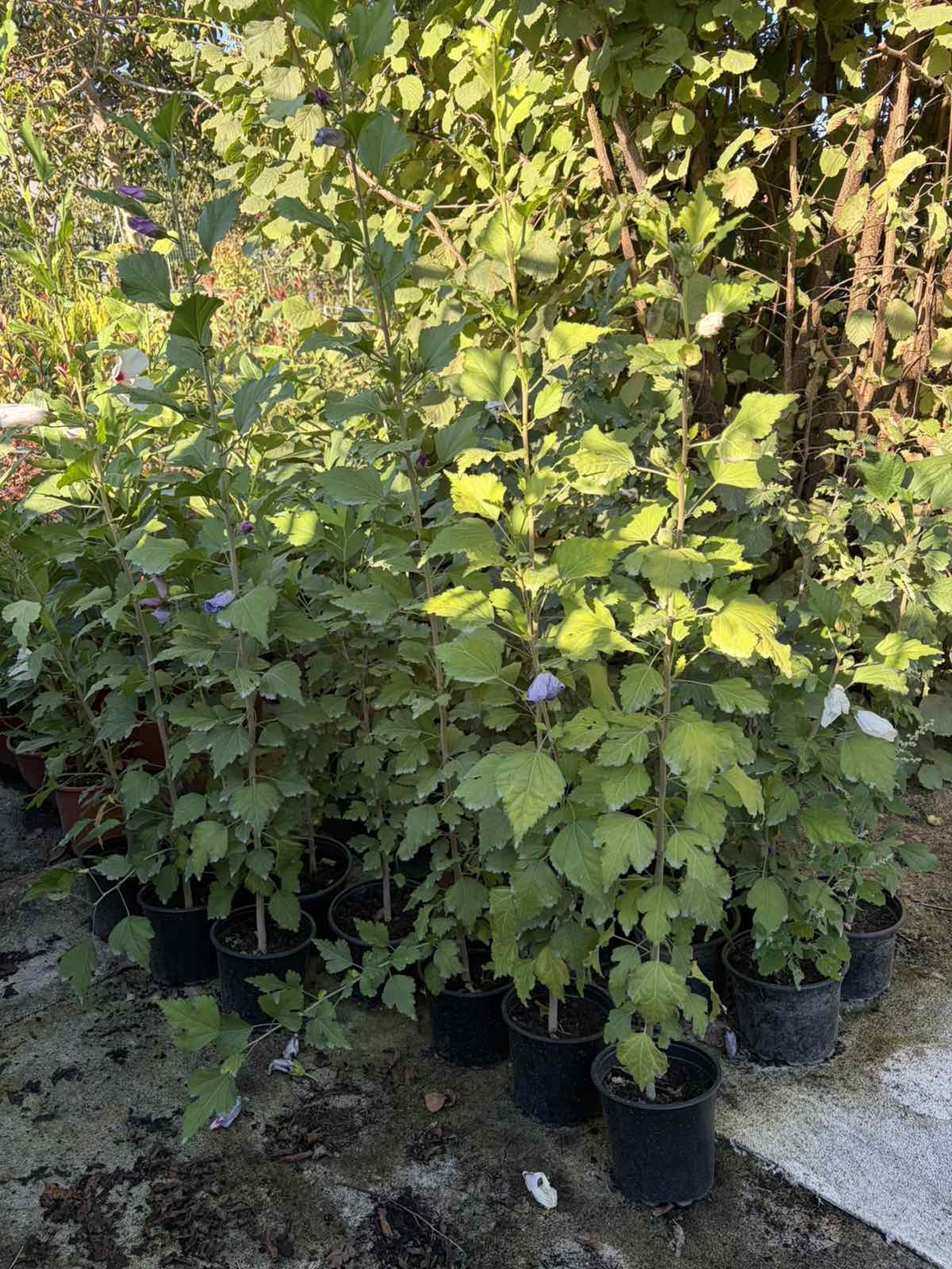 Дървовидна ружа - Hibiscus syriacus