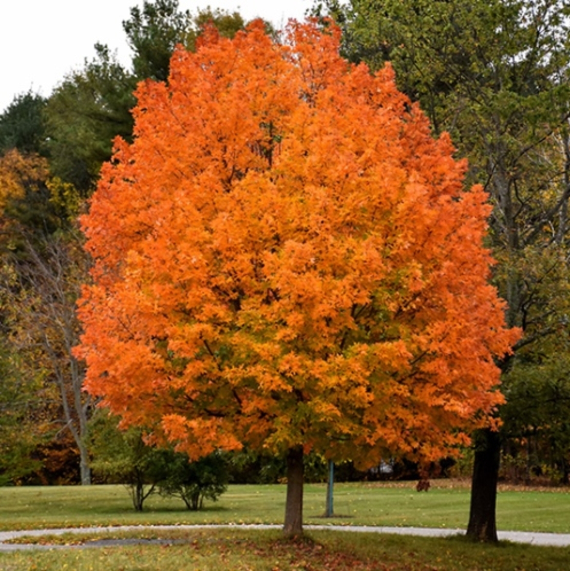Канадски клен (Acer saccharinum)