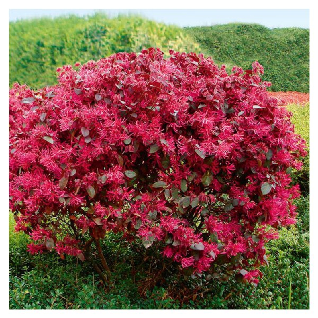 Лоропелатум 