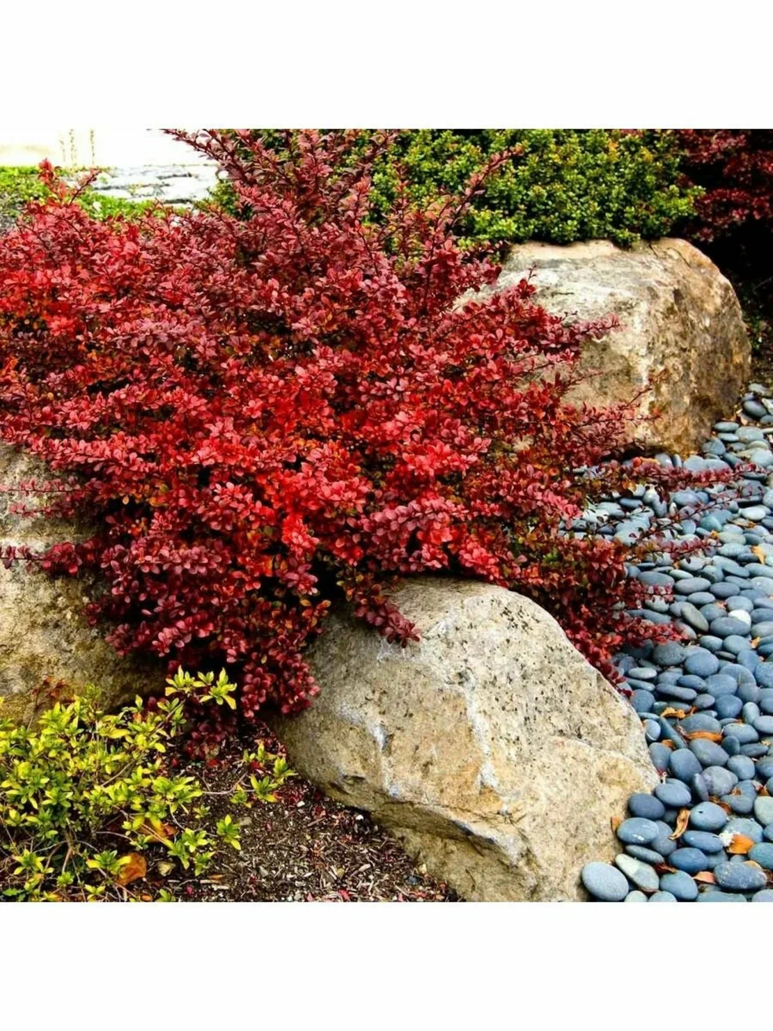Берберис (Berberis thunbergii 'Atropurpurea')