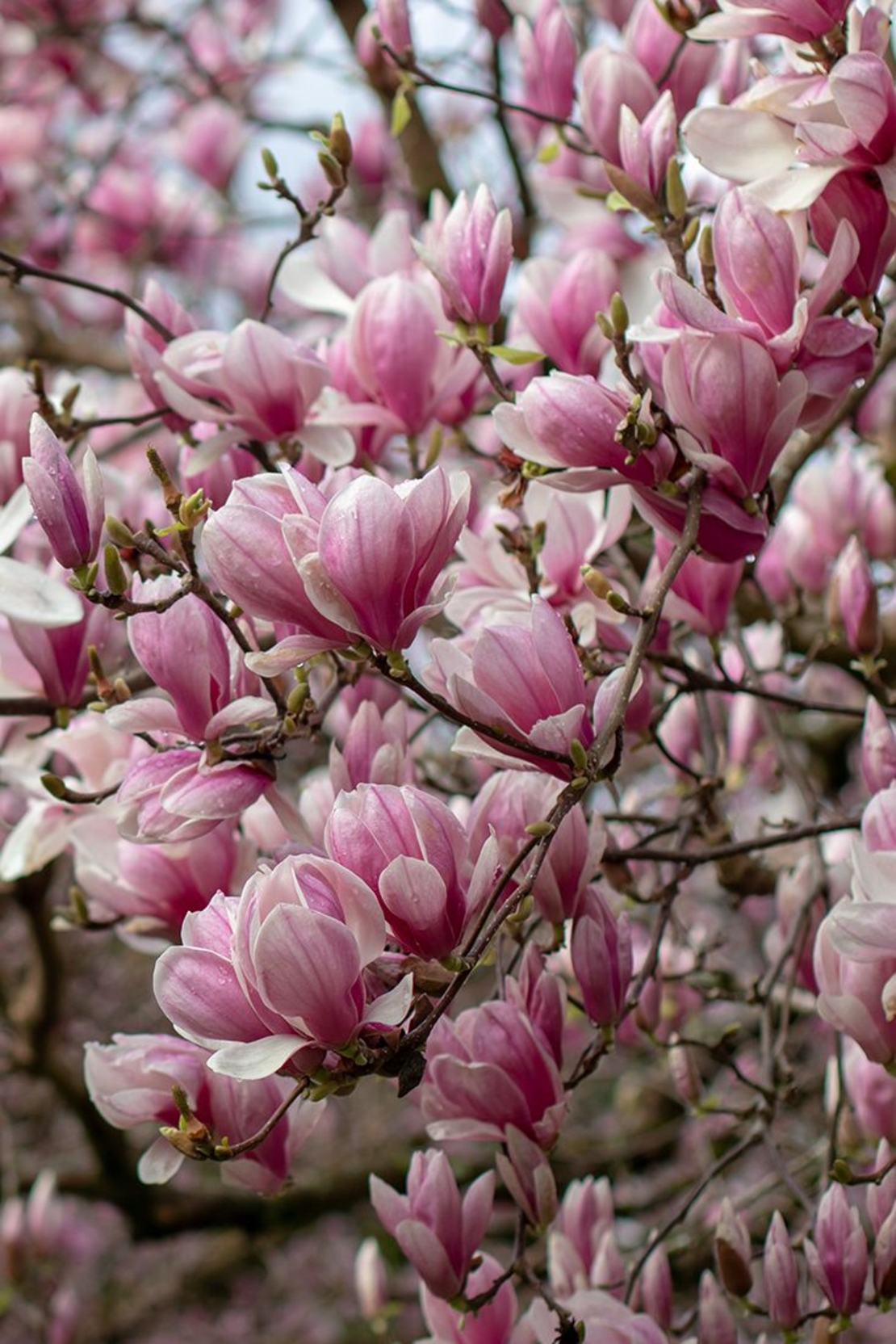 Магнолия Soulangeana (Magnolia × soulangeana)