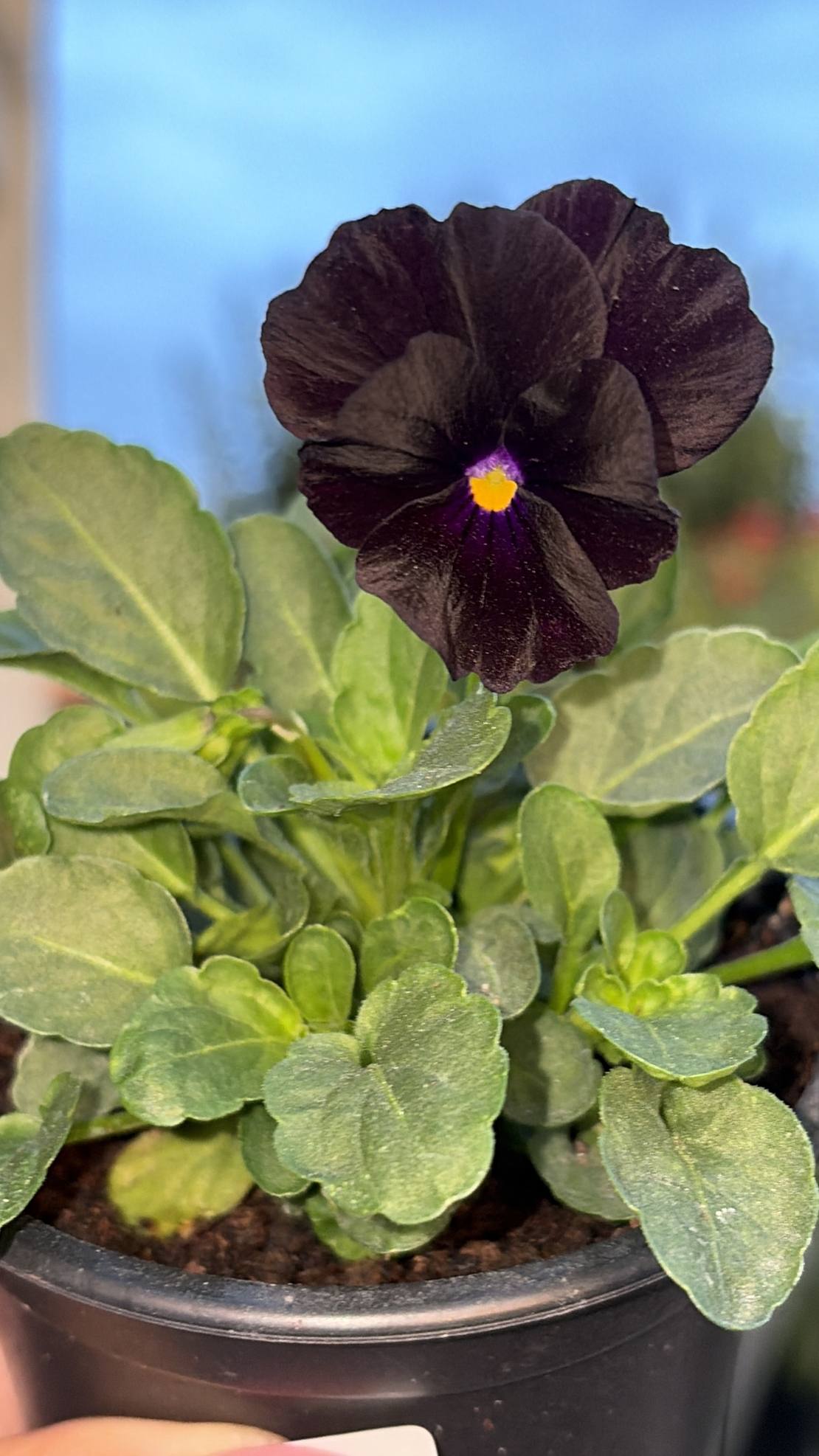Мини теменужки микс (Viola Superba Mini)
