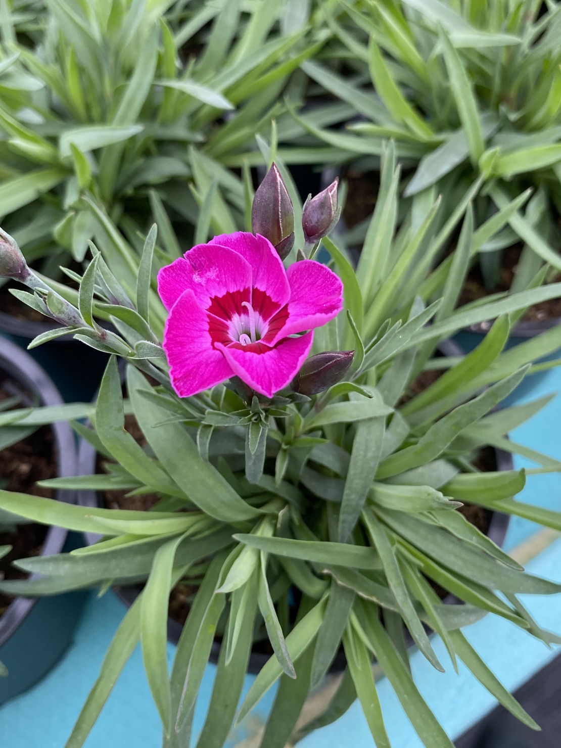 Каскаден ароматен карамфил