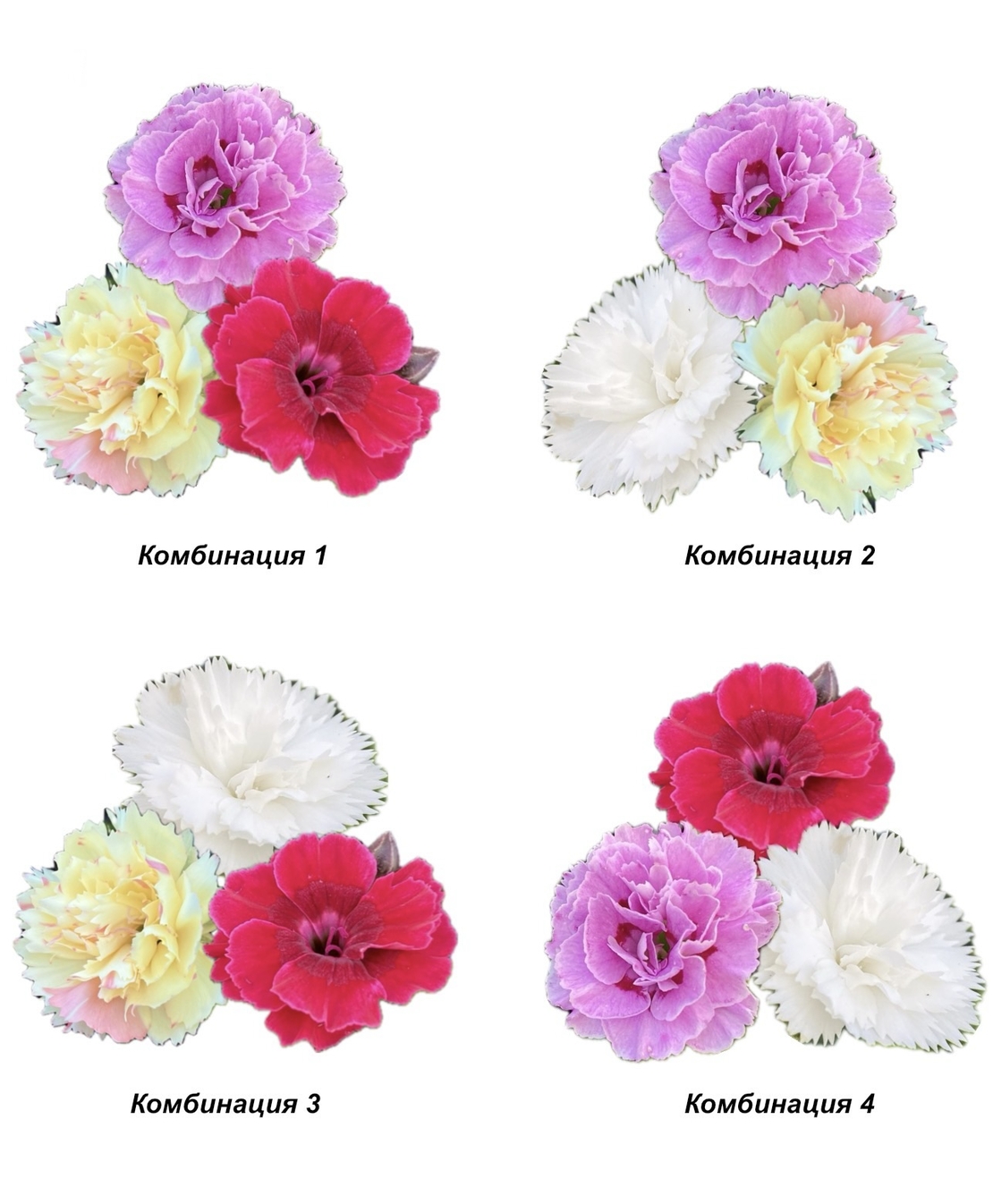 Карамфили тройки