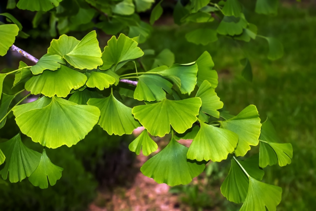 Гинко билоба (Ginkgo biloba)