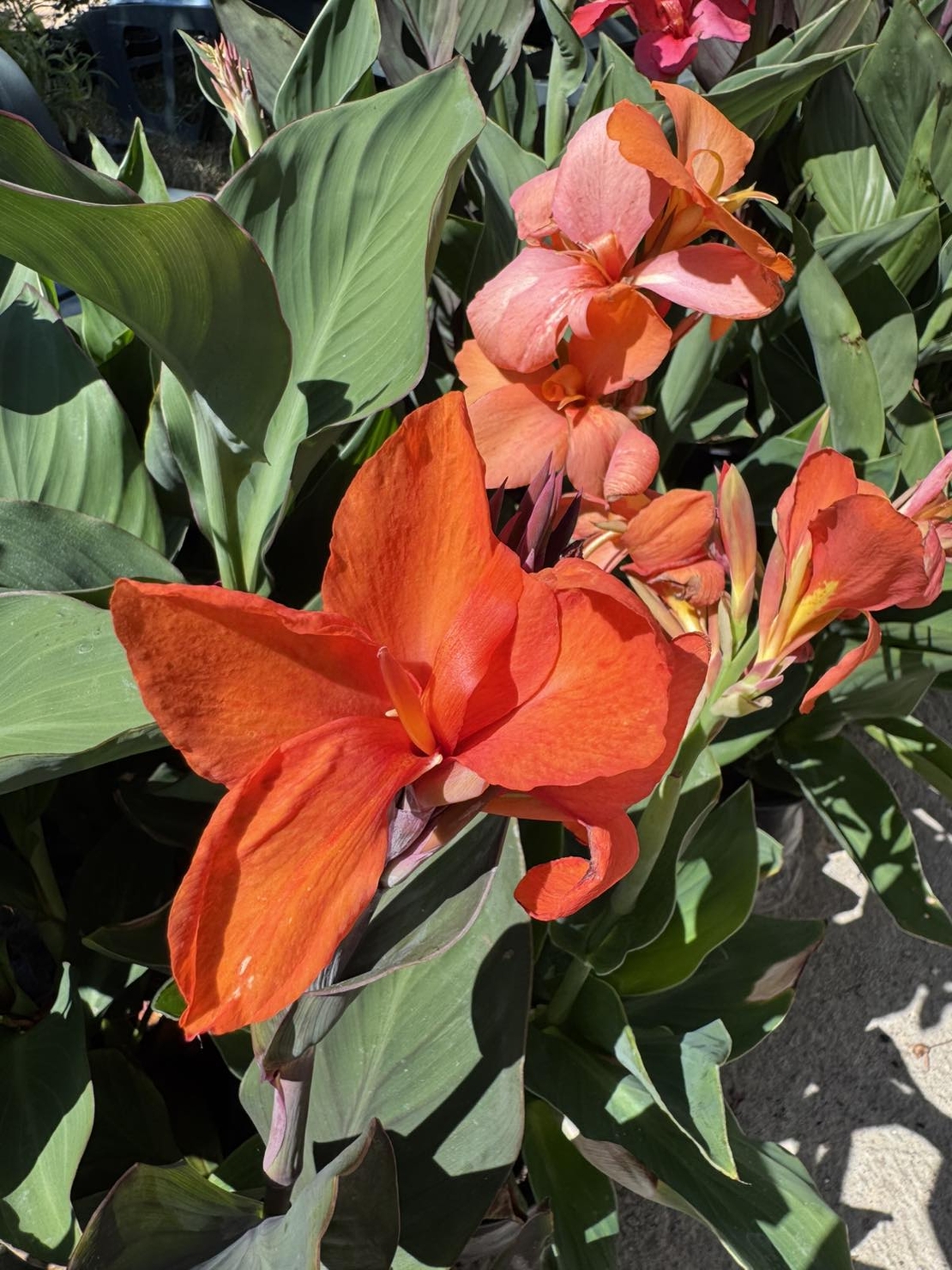 Кана / Canna CANNOVA