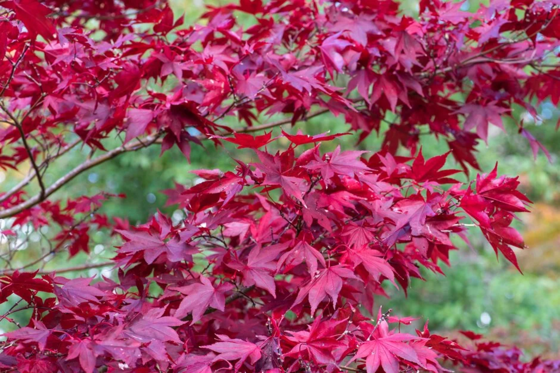 Японски клен ‘Atropurpureum’ (Acer palmatum Atropurpureum)