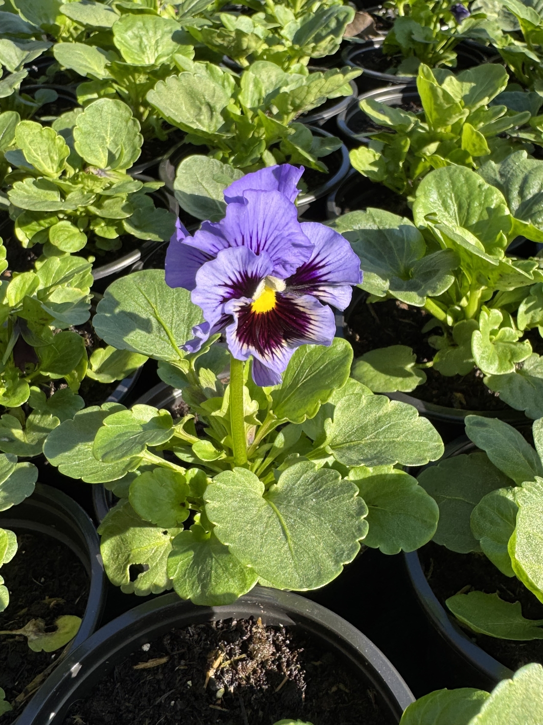 Къдрави теменужки