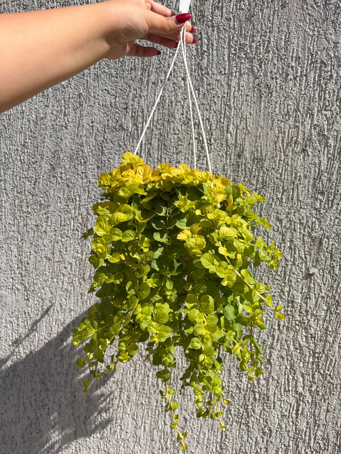 Lysimachia nummularia ‘Goldilocks’ (Лизимахия) в кошници