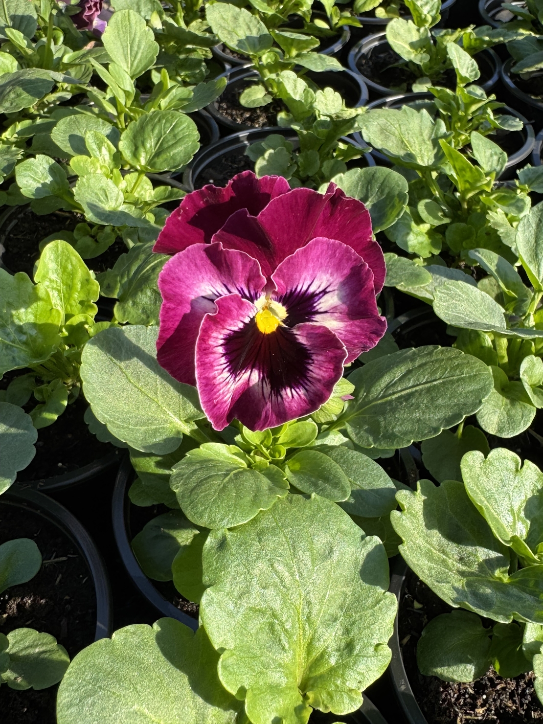 Къдрави теменужки