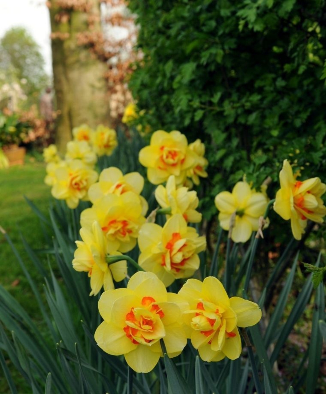 Нарцис Tahiti в саксия