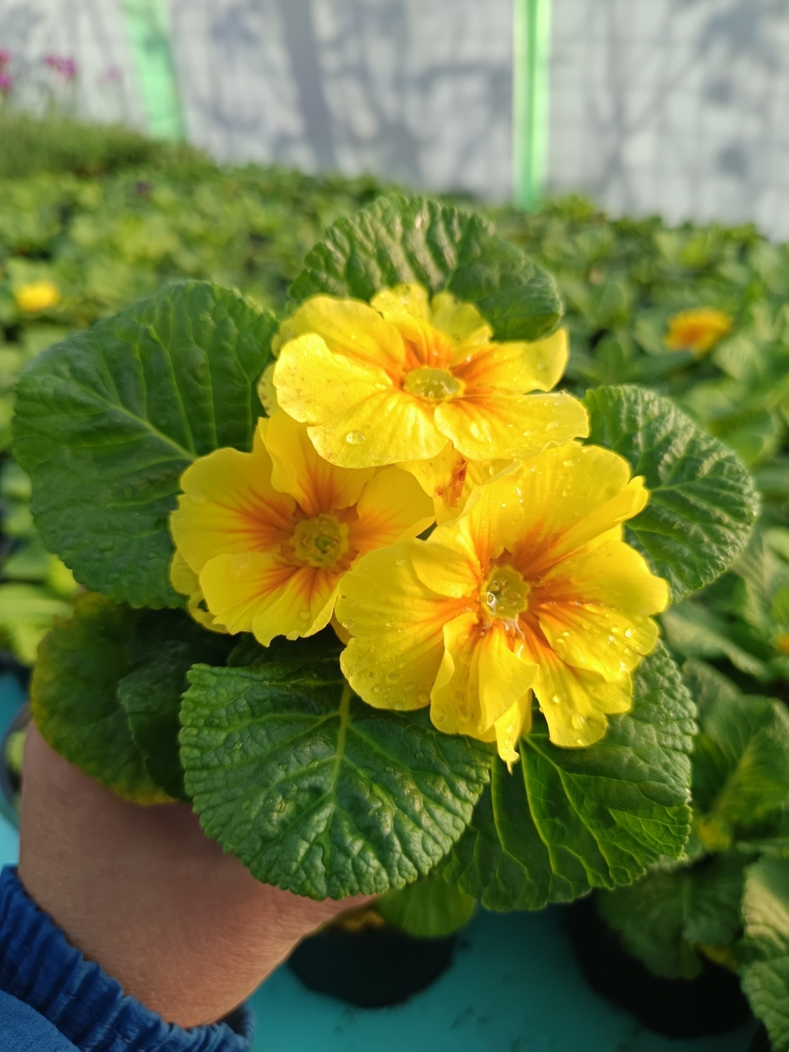 Едроцветна иглика - XL Mid Early Mix