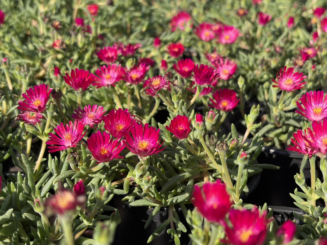 Delosperma cultivars sel® ‘LIDO MAGENTA’