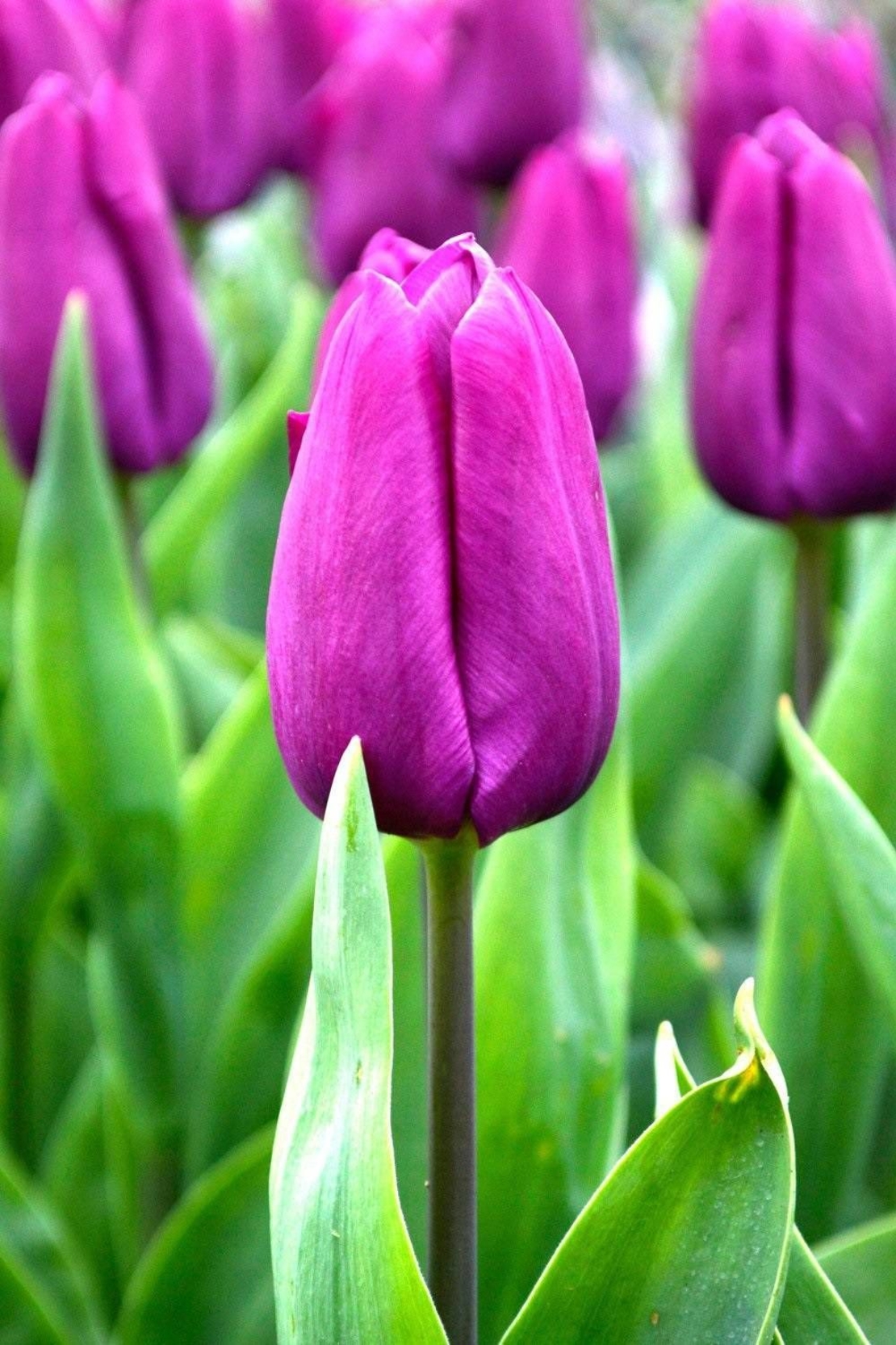 Лале Purple Prince в саксия - единично