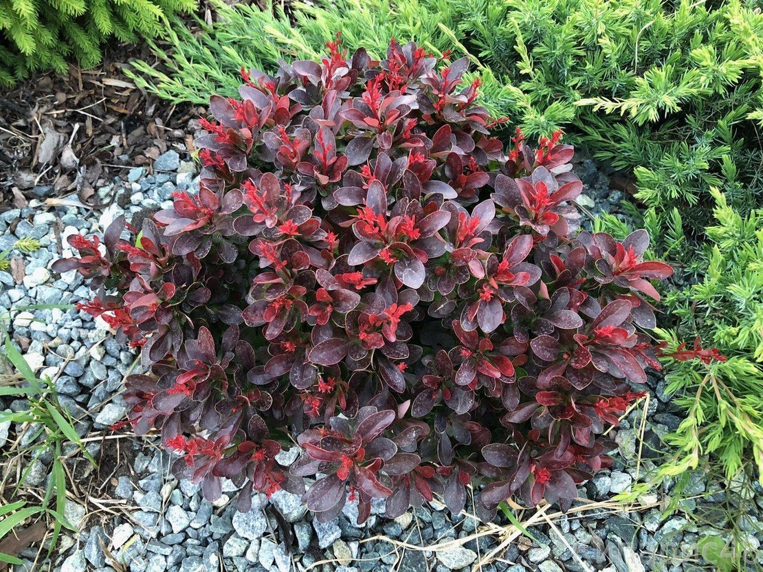Берберис (Berberis thunbergii 'Atropurpurea')