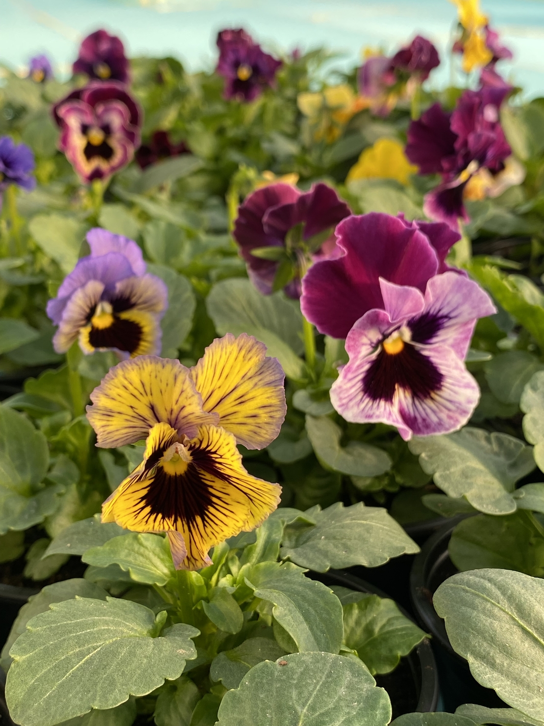 Къдрави теменужки