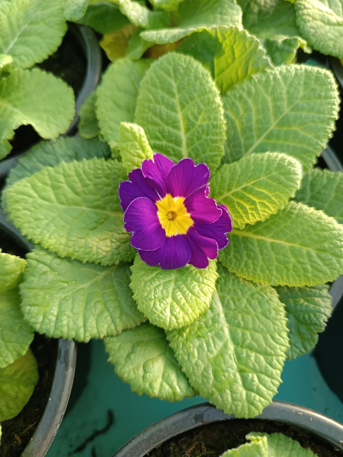 Едроцветна иглика - XL Mid Early Mix