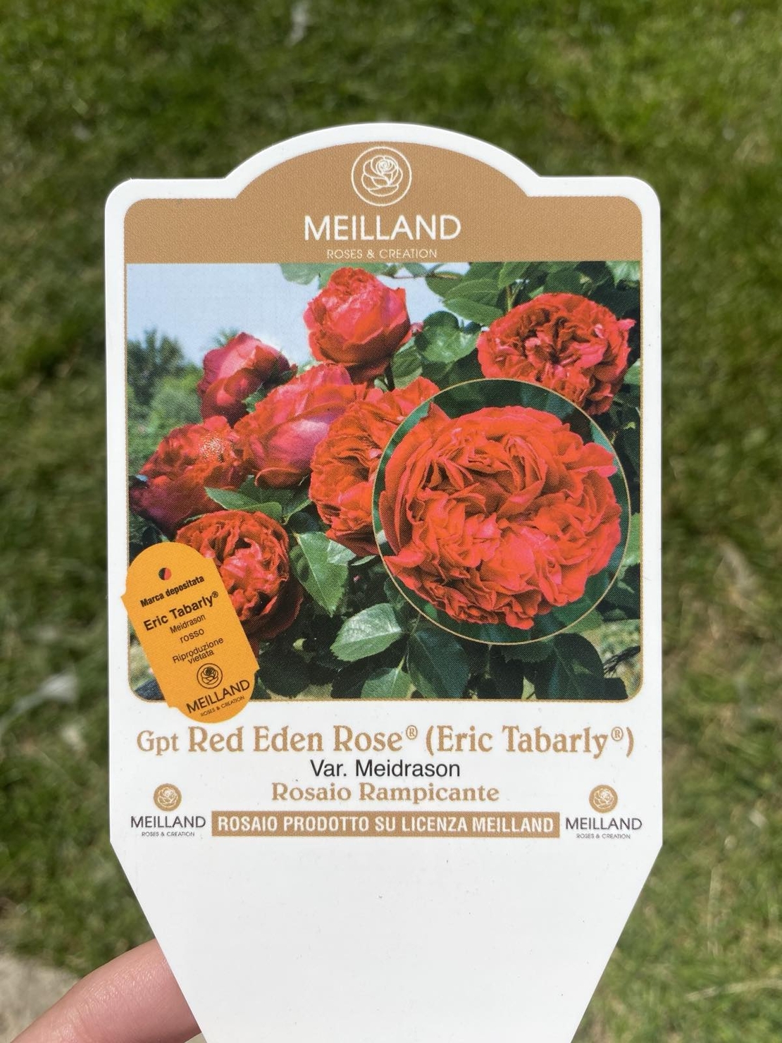 Gpt Red Eden Rose® (Eric Tabarly®)