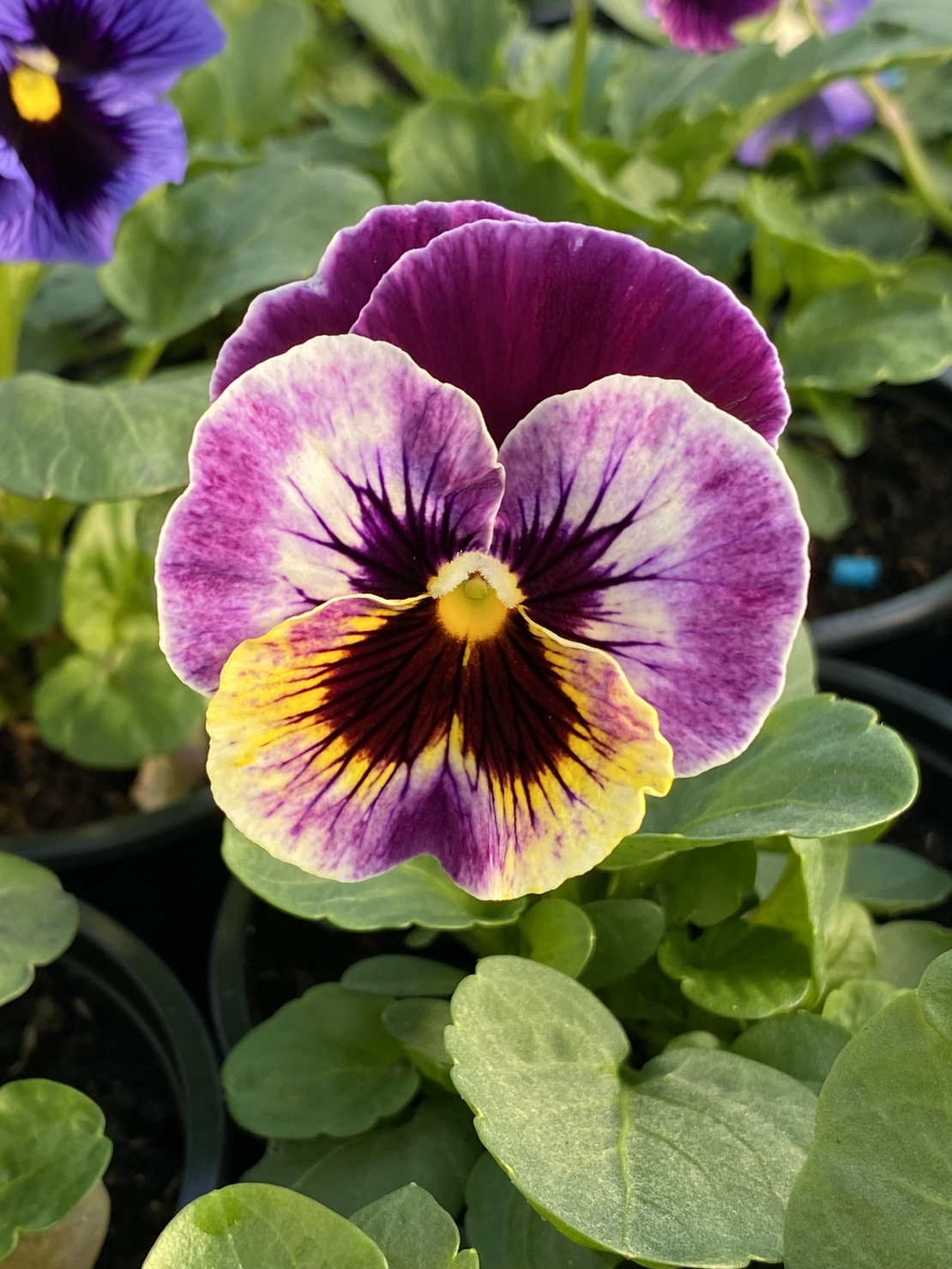 Къдрави теменужки